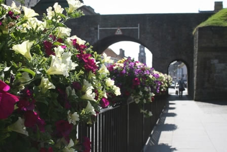 Berwick in bloom